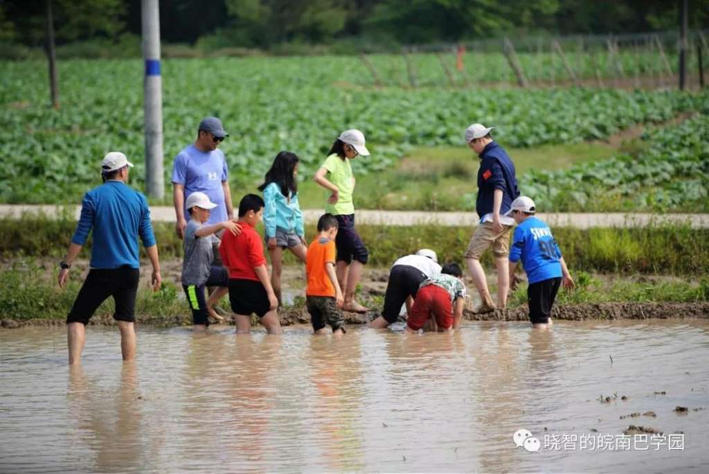 稻田摸鱼11.jpg